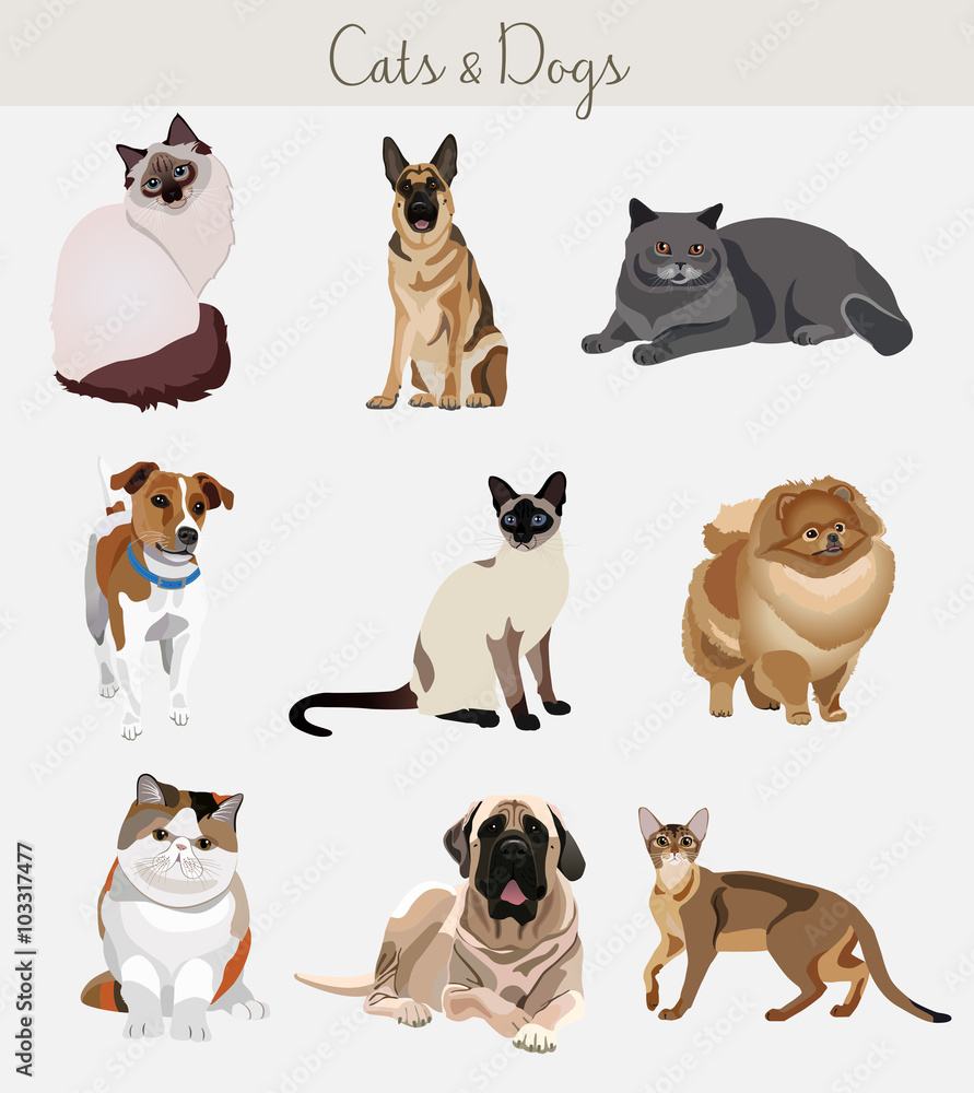 Dogs and cats set. Different types isolated.
