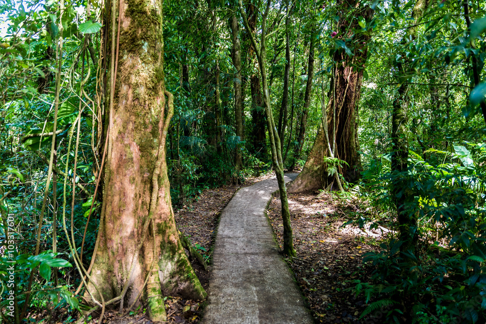 Walking on path in Cloudforest - Costa Rica