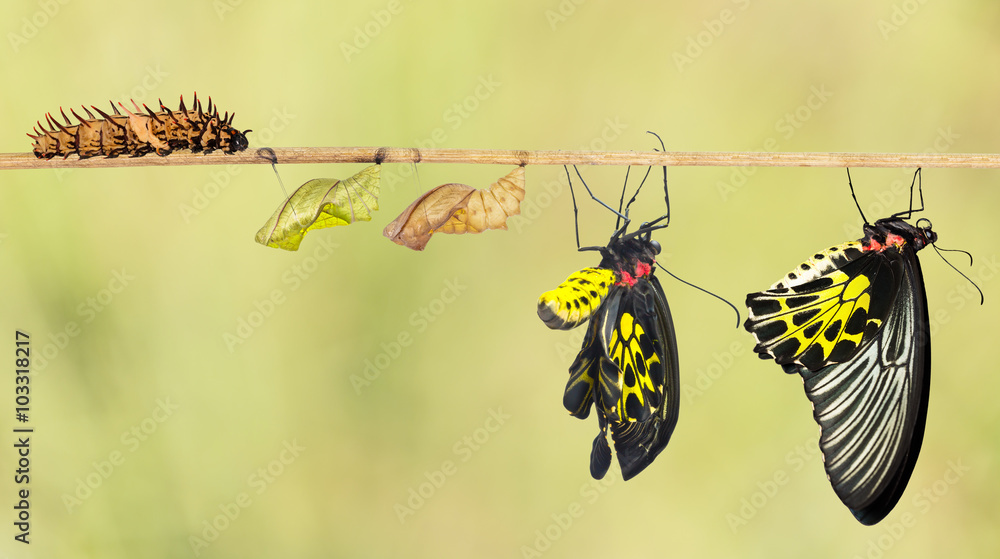 Obraz premium Cykl życia wspólnego motyla ptasiego