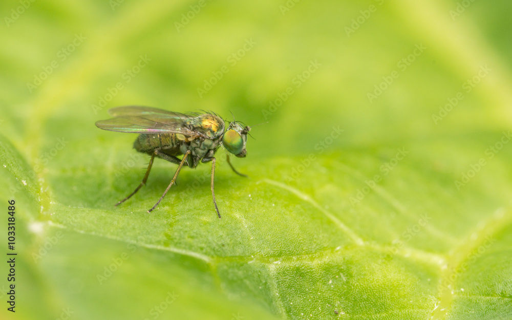 Dolichopodidae fly, insect macro or close up
Dolichopodidae fly, insect macro or close up