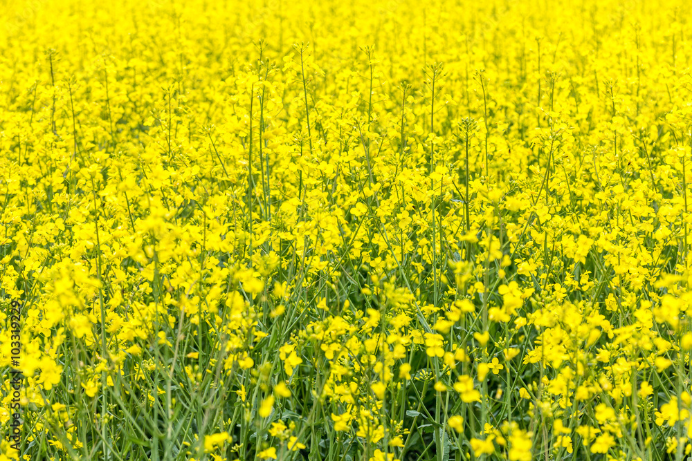 Fototapeta premium Raps auf einem Feld