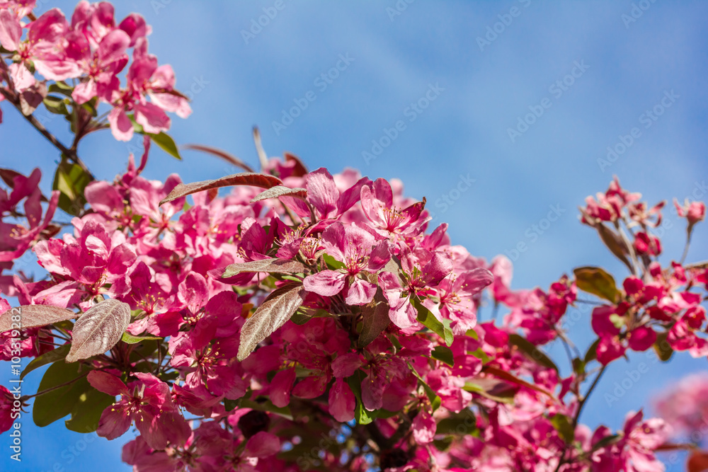 Fototapeta premium blühende rosa Kirschblüten an einem Baum