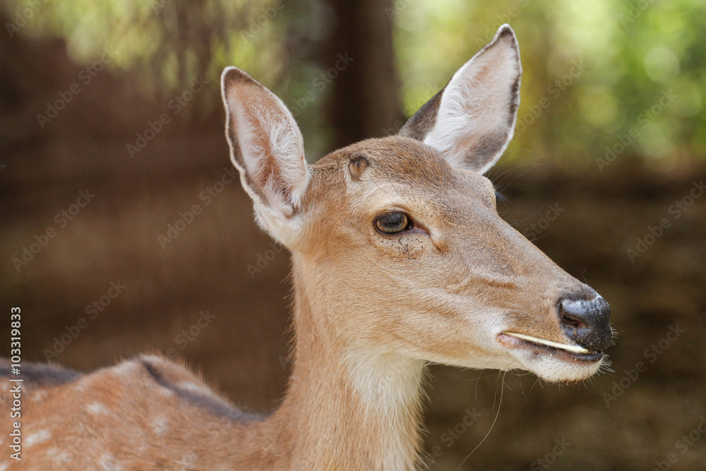 Deer Deer