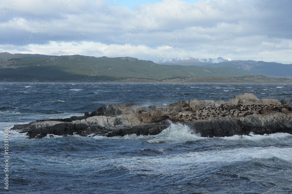 South American sea lion, Otaria flavescens, breeding colony and haulout on small islets just outside Ushuaia. South American sea lion, Otaria flavescens, breeding colony and haulout on small islets just outside Ushuaia.