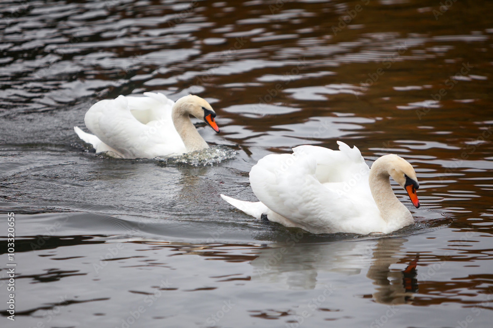 Fototapeta premium Pair of swans