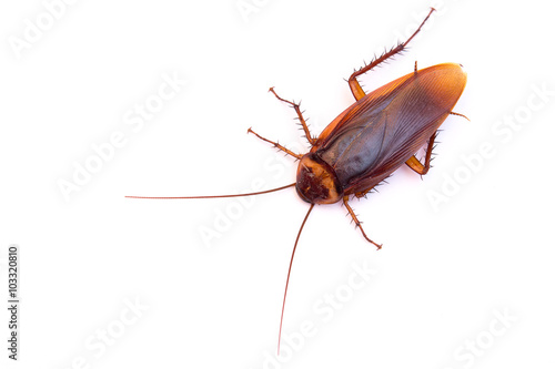 dead cockroach © rawinfoto