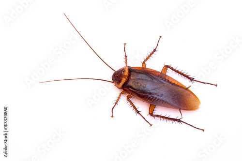 Fotobehang dead cockroach