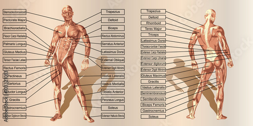 Vector 3D man muscle anatomy with text