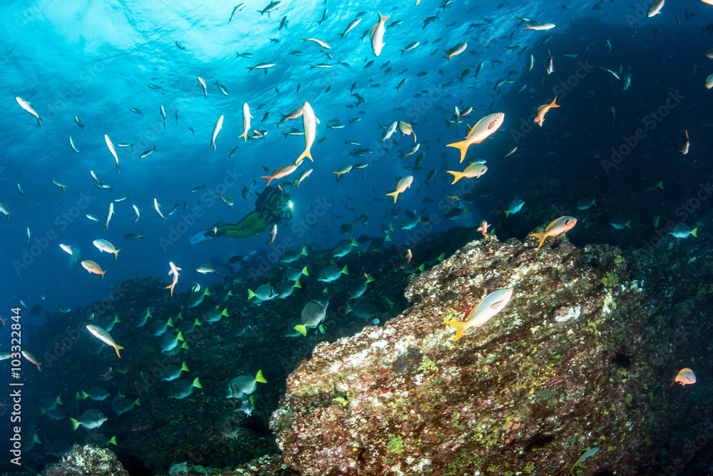 Fototapeta premium Fishes in Mexico