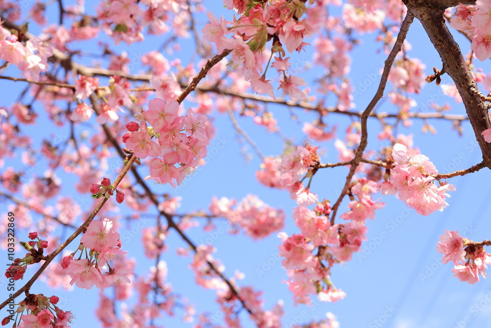Kawazu Sakura Kawazu Sakura