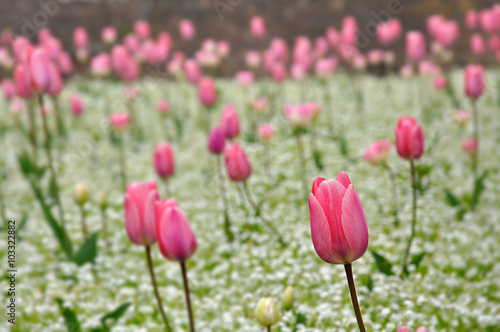 Pink blooming tulips close-up against white plants.