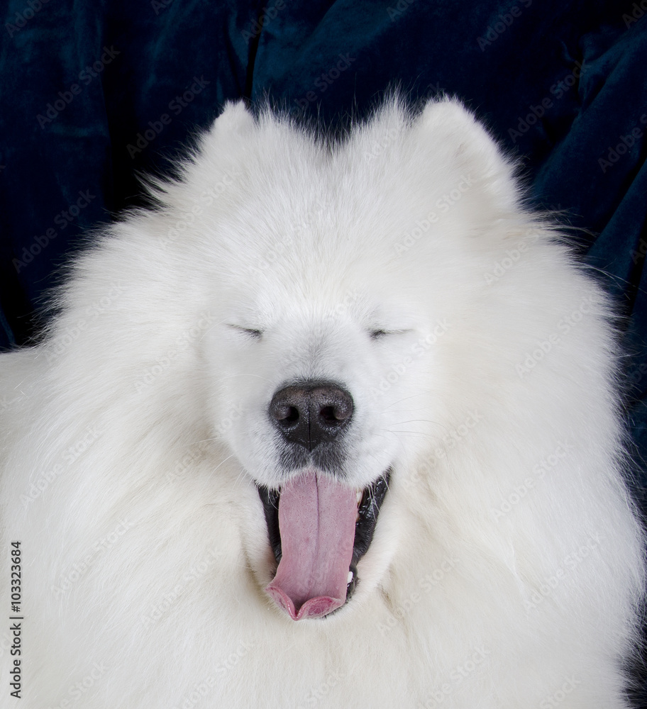 Funny ‘laughing’ Samoyed dog (on a dark blue background)