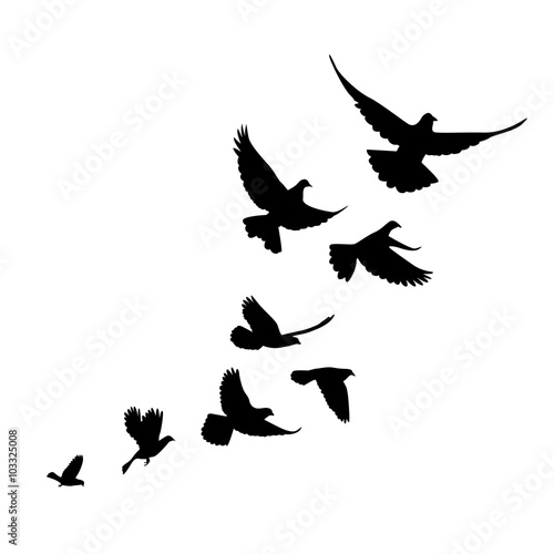 A flock of birds (pigeons) go up. Black silhouette on a white ba