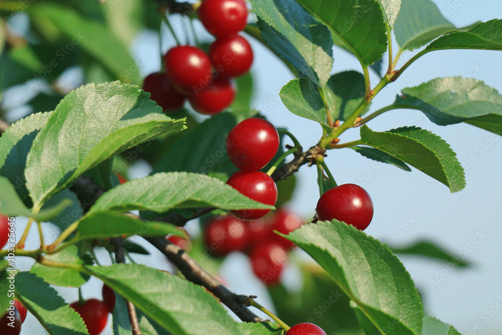 Cherry/Cherry tree in the sunny garden