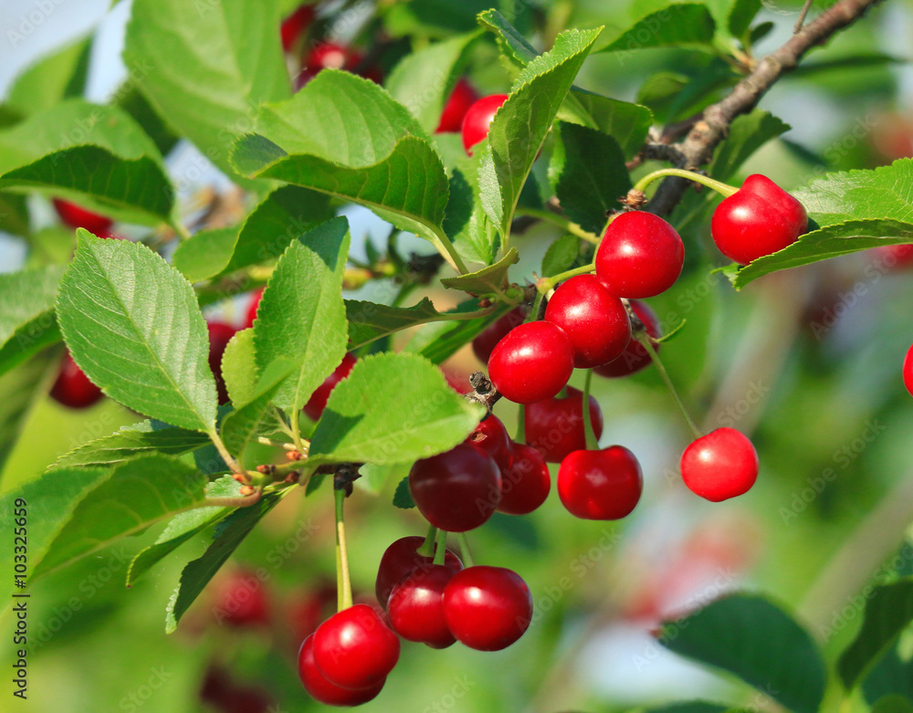 Cherry/Cherry tree in the sunny garden Cherry/Cherry tree in the sunny garden
