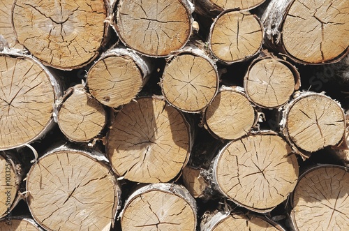 Fototapeta Naklejka Na Ścianę i Meble -  Log birch tree white bark cut pile.
