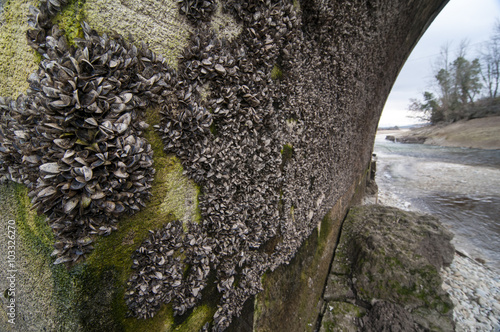 Mejillón cebra, Dreissena polymorpha