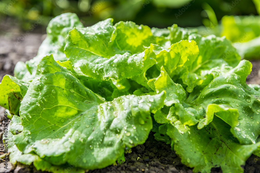 Frischer grüner Salat Frischer grüner Salat
