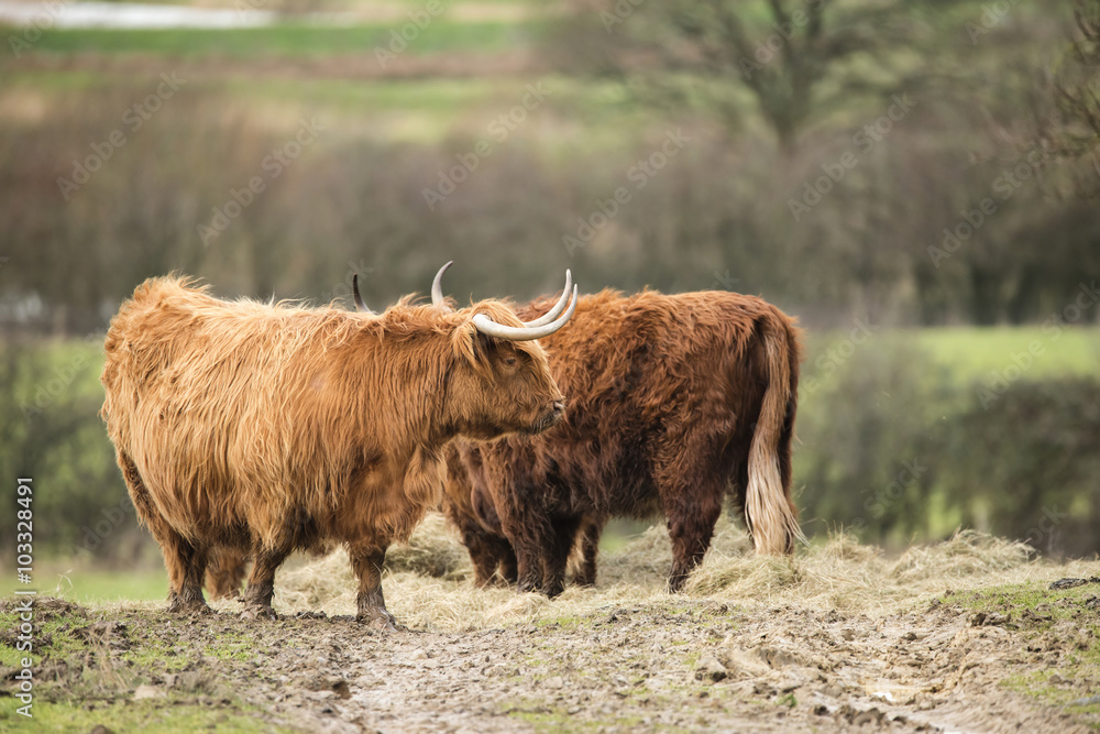 Beautiful Scottish Highland Cattle grazing in farm field Beautiful Scottish Highland Cattle grazing in farm field