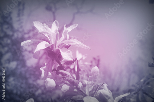 Fototapeta Naklejka Na Ścianę i Meble -  pink blurred background with a branch of magnolia