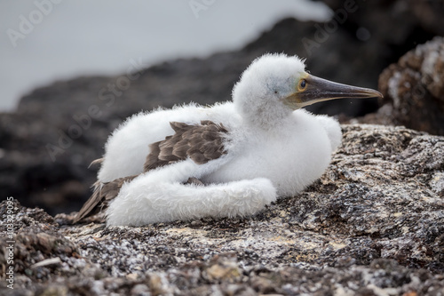 Baby Blue-Footed Boobies on Grand Seymore Island, Galapagos Islands, Ecuador photo