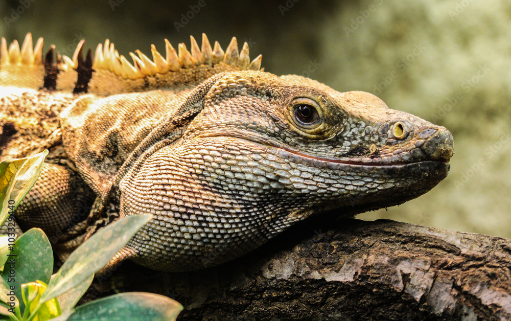 Fototapeta premium Varan