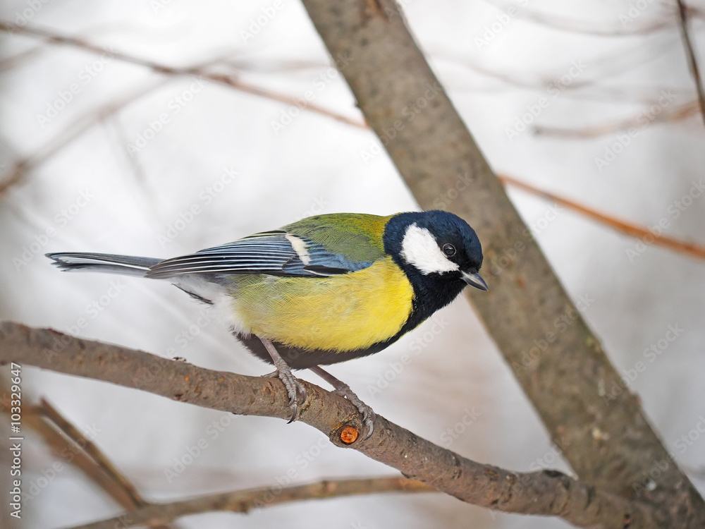 Obraz premium Tit in the forest