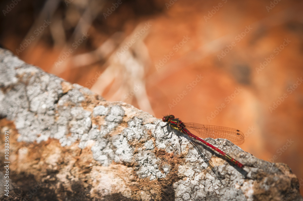 A male Large Red Damselfly, Pyrrhosoma nymphula, at rest on a rock in the Scottish sunshine A male Large Red Damselfly, Pyrrhosoma nymphula, at rest on a rock in the Scottish sunshine