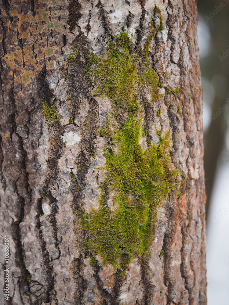 moss and lichen on a tree trunk