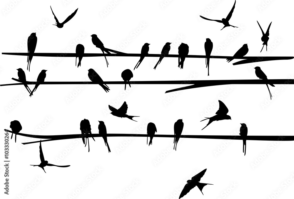 Set of Swallow on branch Set of Swallow on branch