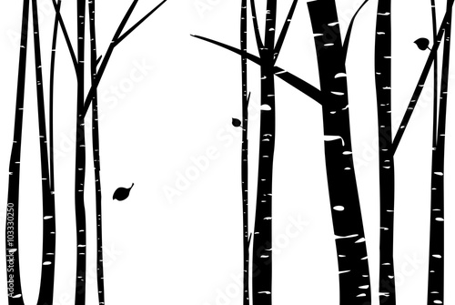 Birch grove (tree, birch, silhouette) 