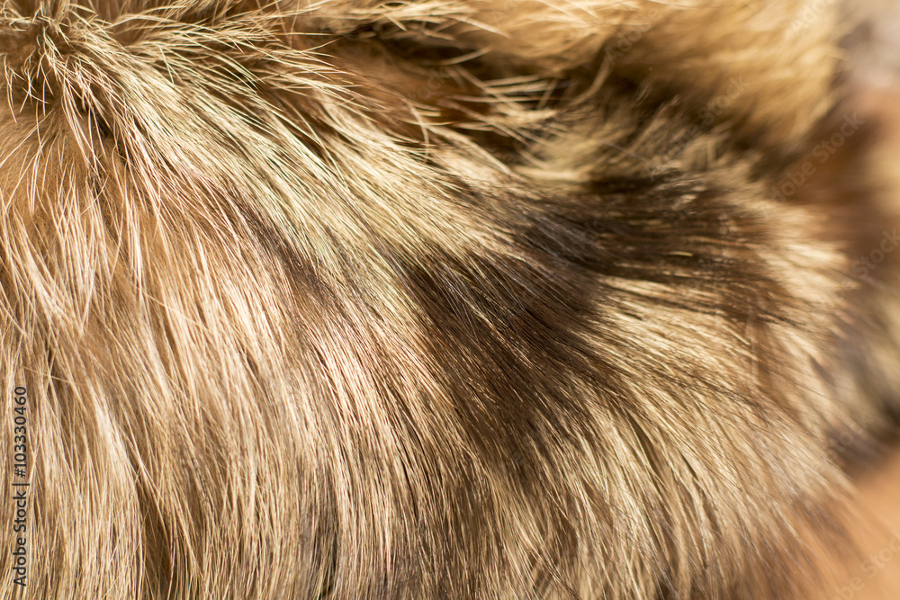 Fur. Concept and Style for Background Fur. Concept and Style for Background
