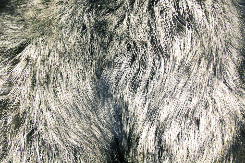 abstract fur background abstract fur background