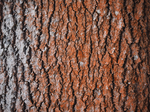 aspen bark. background
