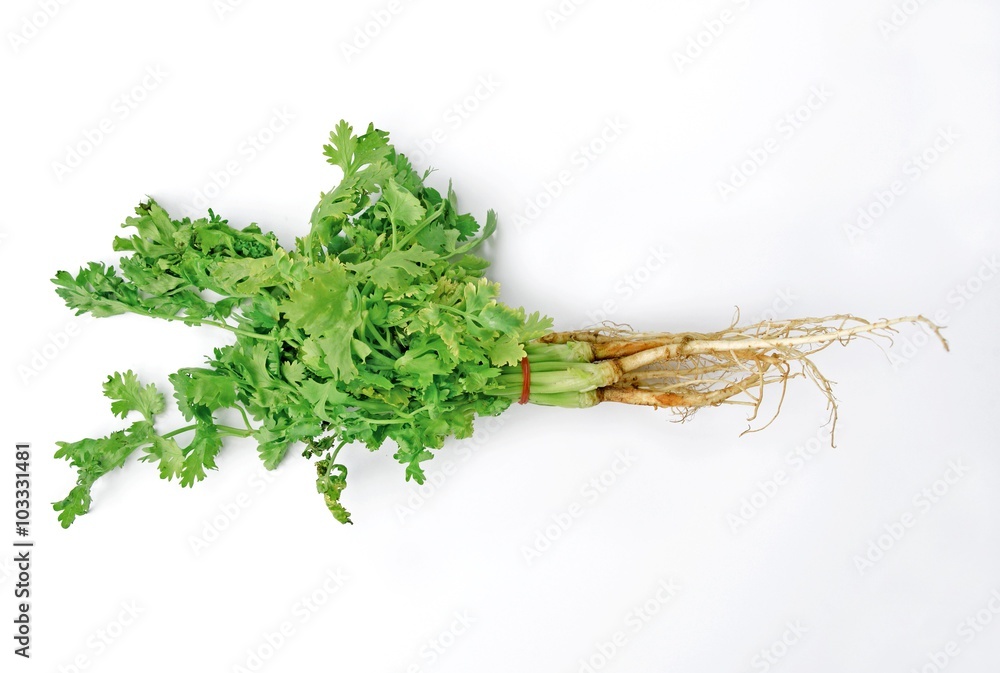 Fototapeta premium Bunch of fresh coriander leaves over white background