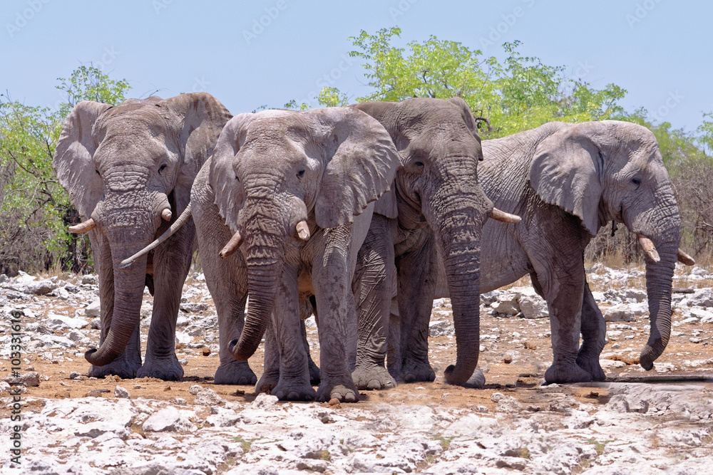 Elefantenherde, Etosha Nationalpark, Namibia