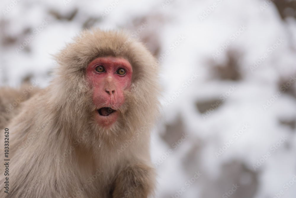 Japanese snow monkey with snow background in Jigokudani, Nagano, japan Japanese snow monkey with snow background in Jigokudani, Nagano, japan