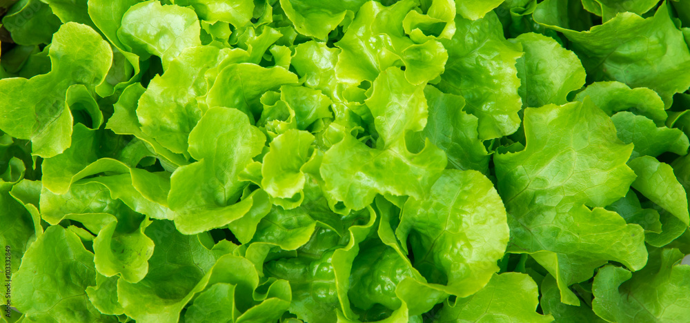 Close up of Green oak lettuce, Hydroponic vegetable Close up of Green oak lettuce, Hydroponic vegetable