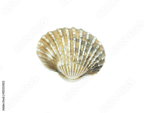 cockles on white background