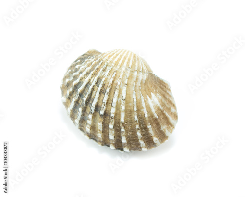 fresh cockles on white background