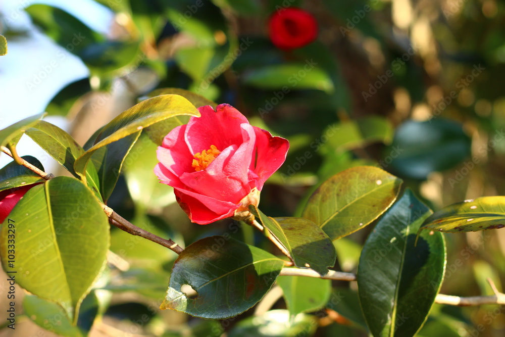 寒椿の花 寒椿の花
