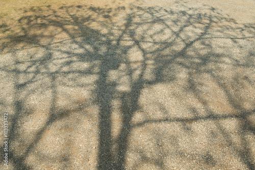 Tree shadows on walk way.