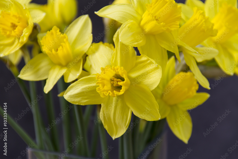 Yellow daffodils, easter flowers in glass vase. Grey background. 