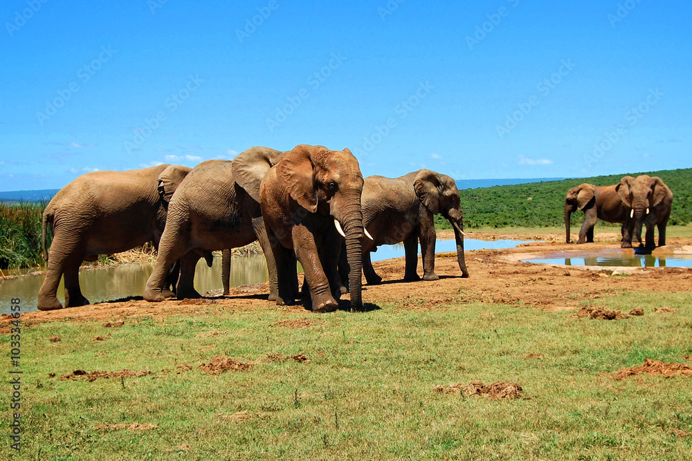 Herd of Elephants at a watering hole./An elephant family at a watering hole in African expanses.