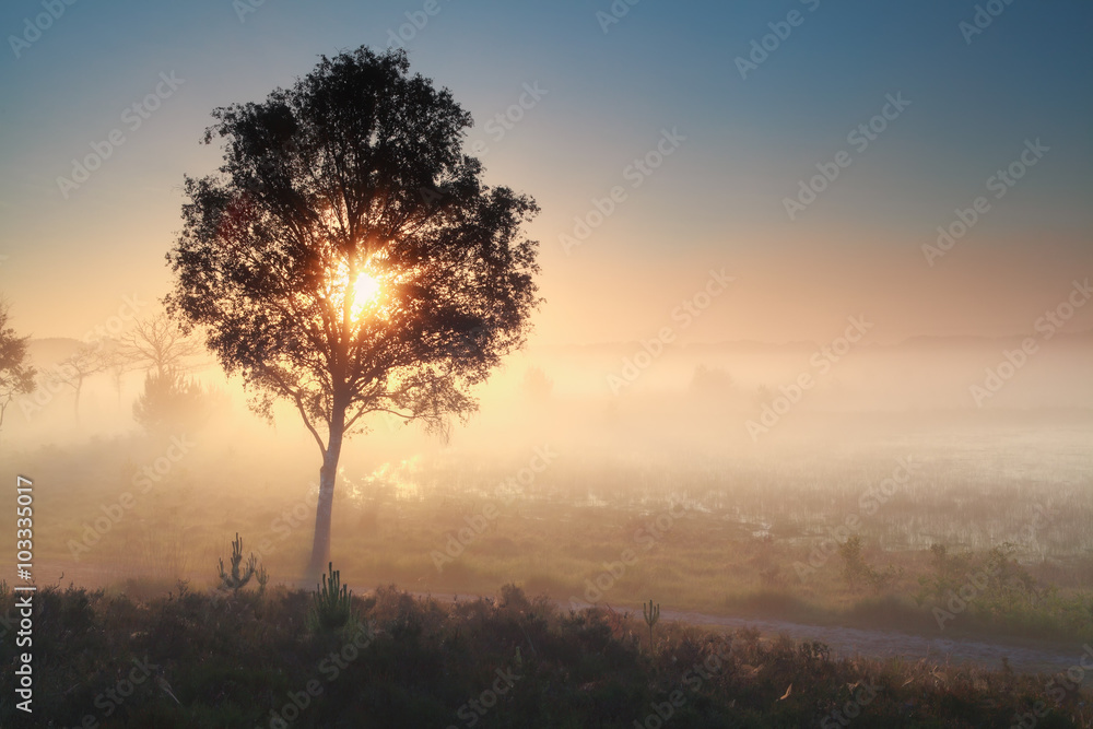 sunshine through tree during misty morning