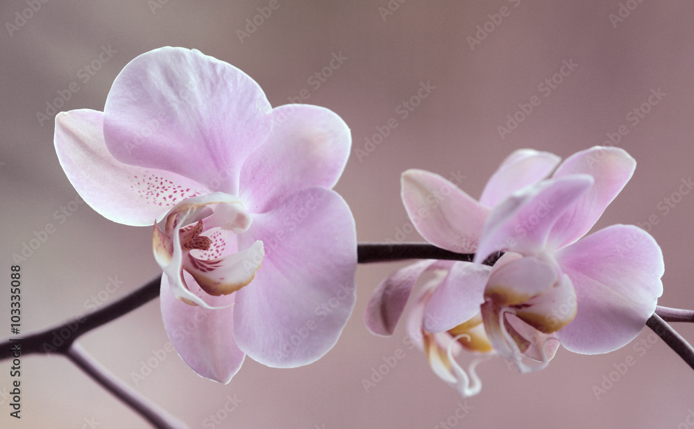 Storczyki - Orchidea - obrazy, fototapety, plakaty 