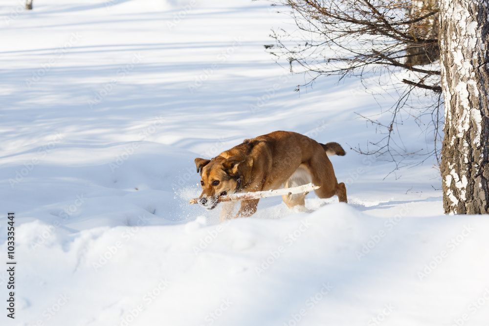 Naklejka premium Dog playing and retrieving a stick