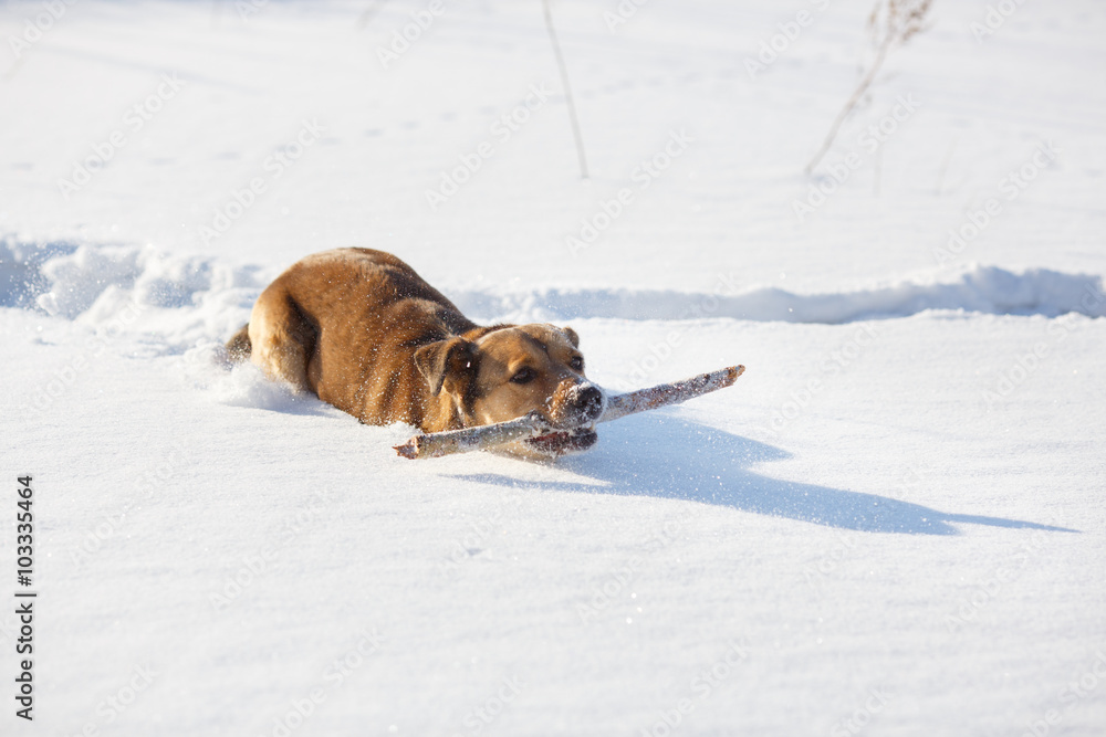 Dog playing and retrieving a stick