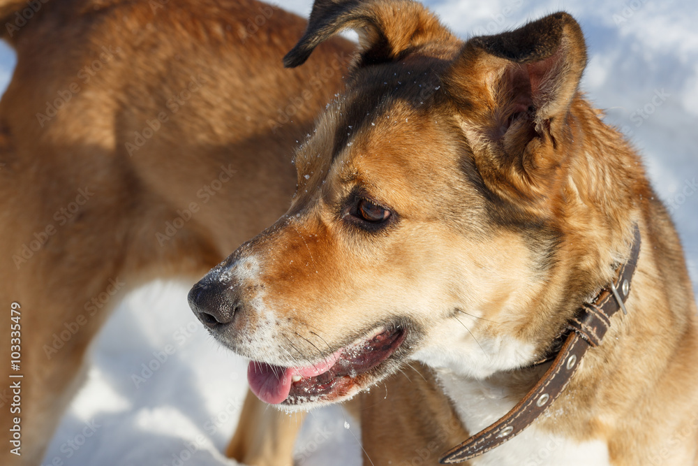 Fototapeta premium Portrait of a cute red dog.