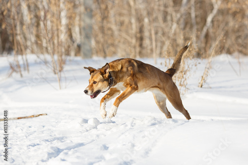 Dog playing in the snow. © kotina